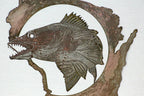 Walleye WI