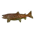 Single Lake Trout Wall Art