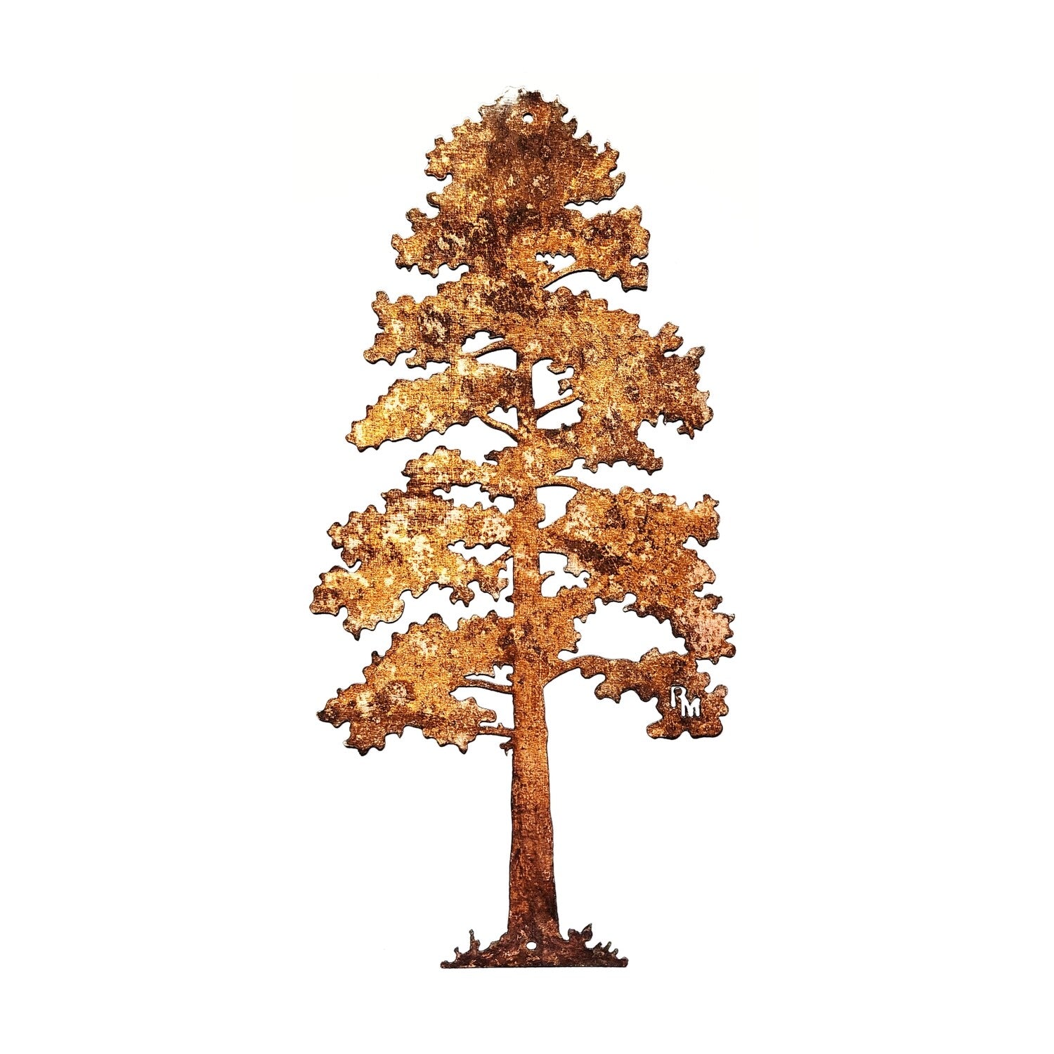 Lodgepole Pine Tree