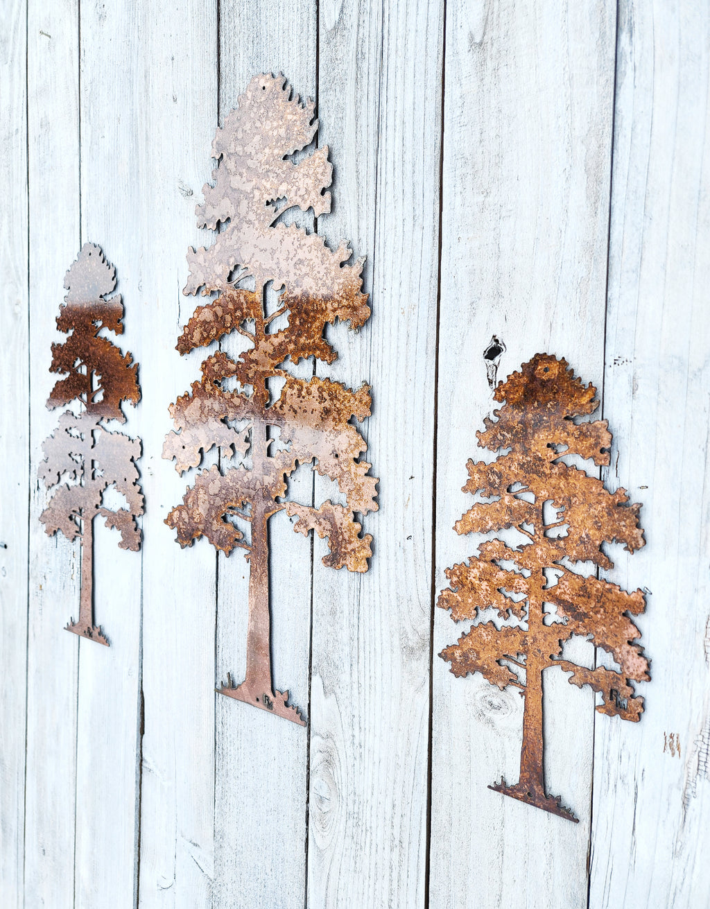 Lodgepole Pine Tree
