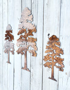 Lodgepole Pine Tree