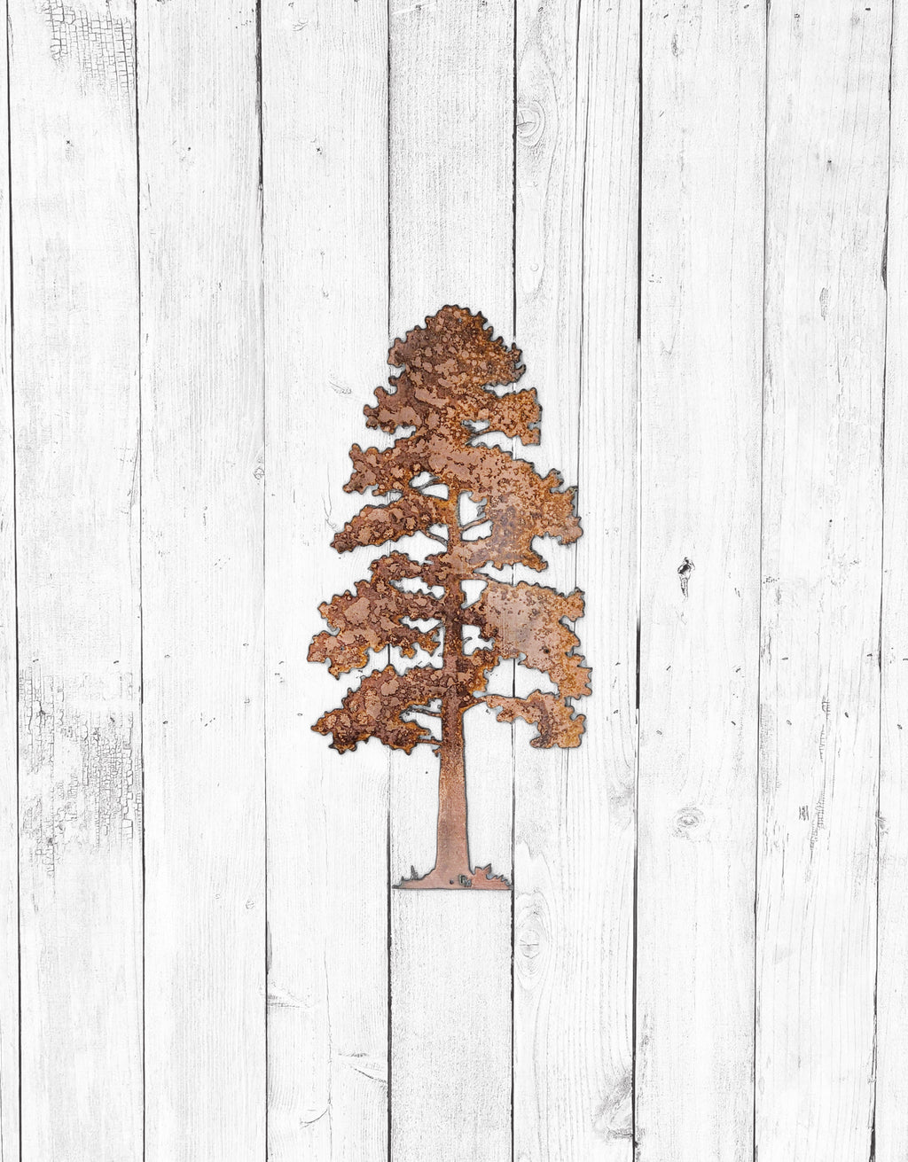 XXL Lodgepole Pine Tree