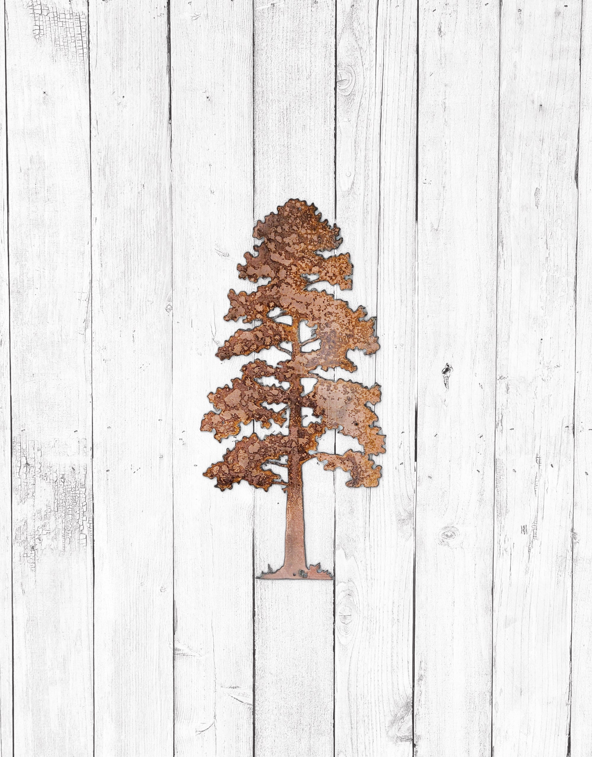 XXL Lodgepole Pine Tree
