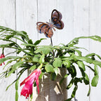 Small Tulip Butterfly Stake