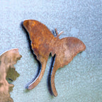 Moth Magnet Set