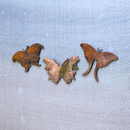 Luna Moth Magnet
