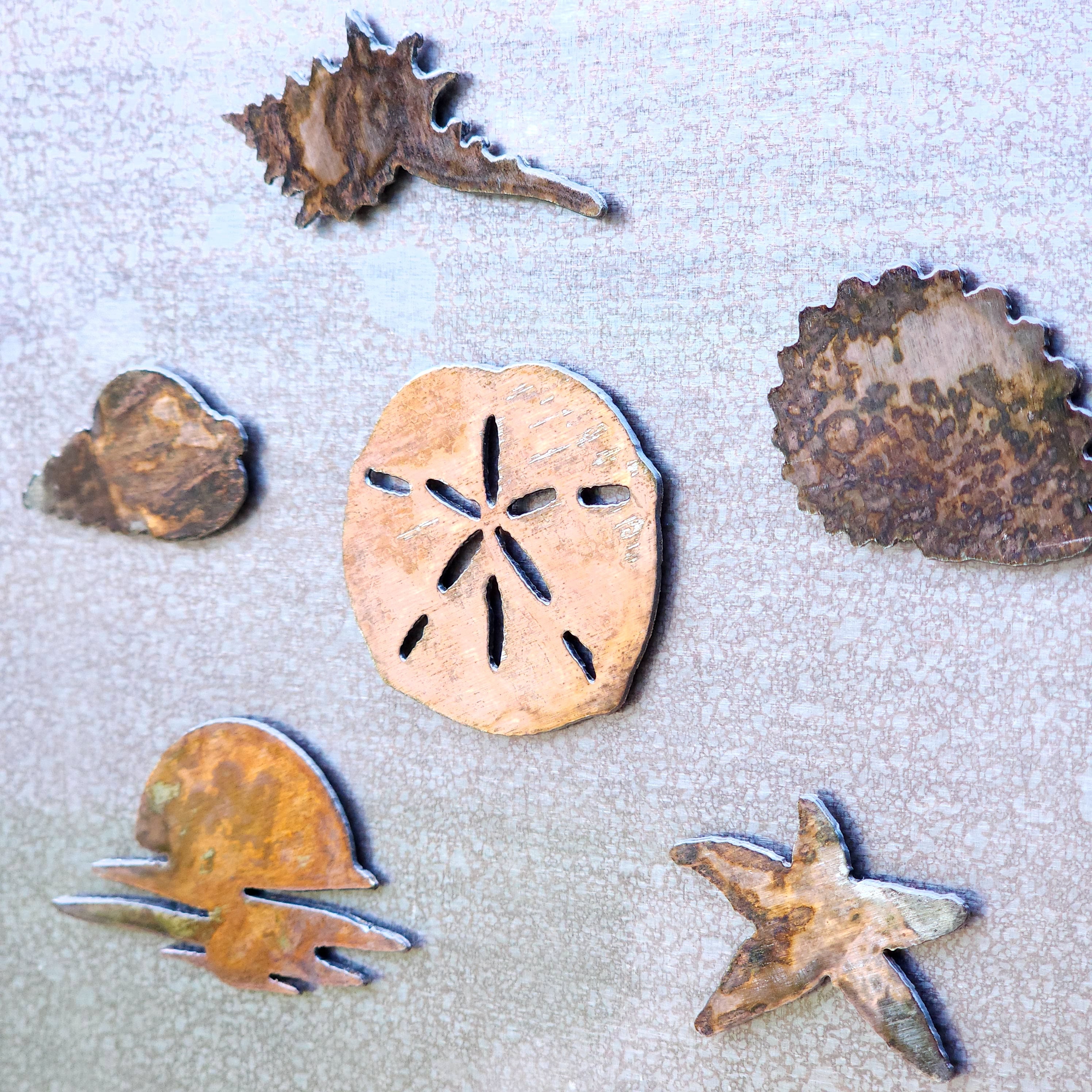 Shell Magnet Set