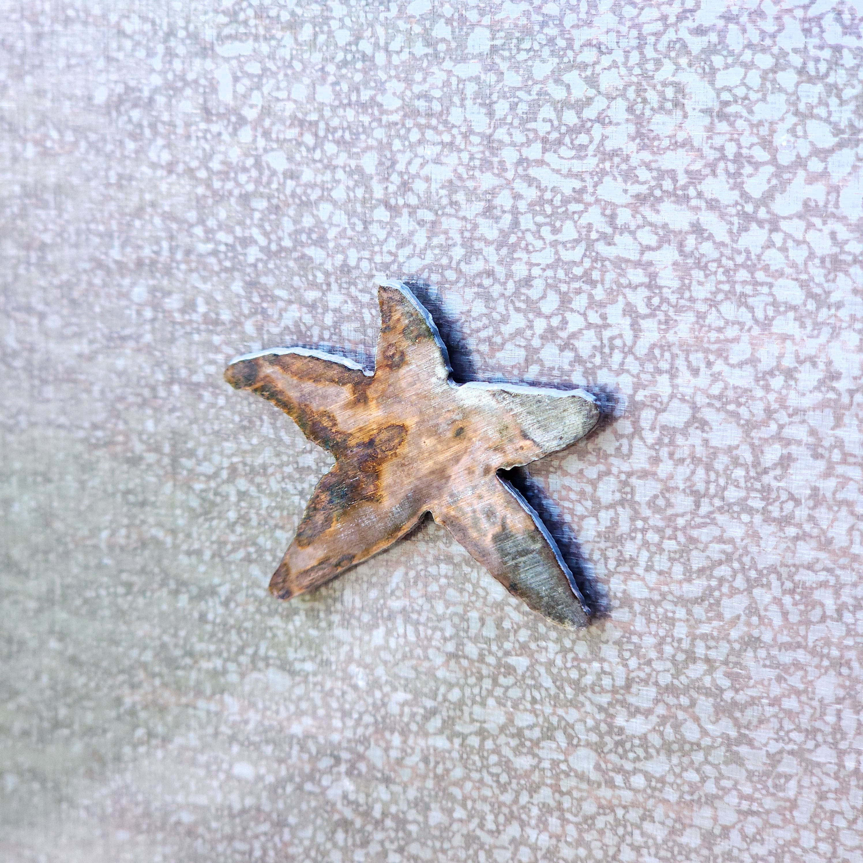 Shell Magnet Set