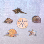 Orca Magnet