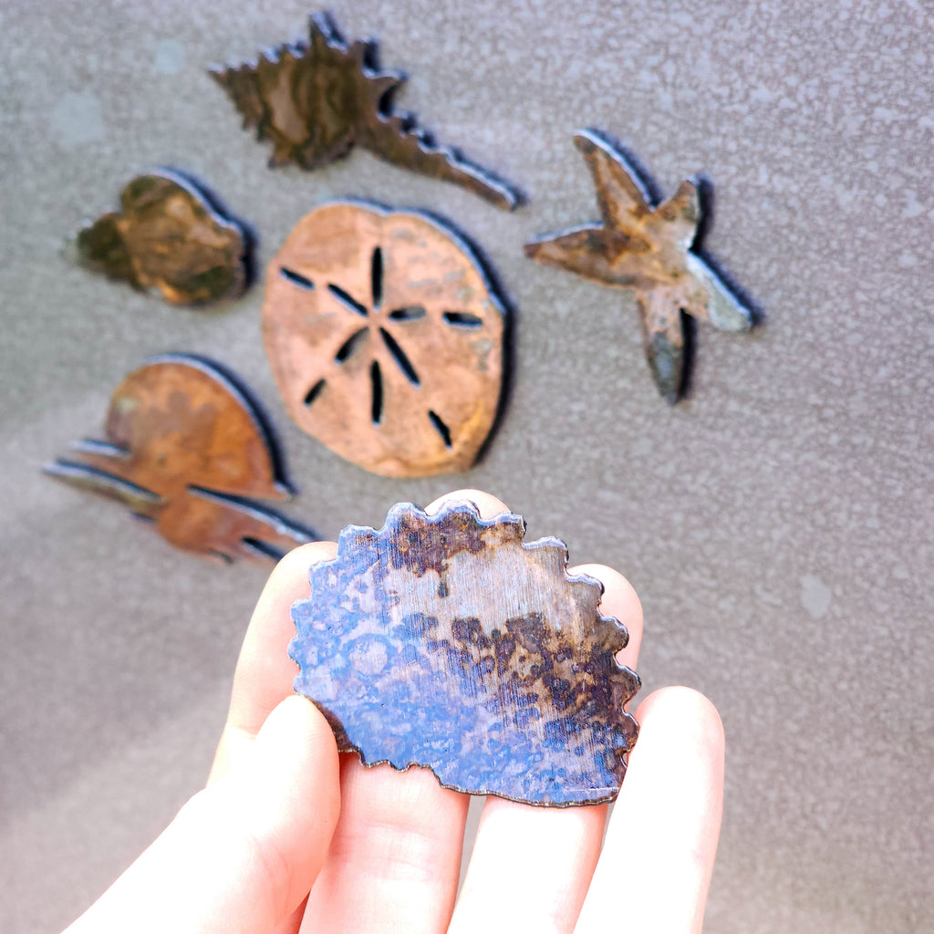 Shell Magnet Set
