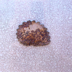 Round Shell Magnet