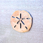 Sand Dollar Shell Magnet