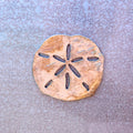 Sand Dollar Shell Magnet