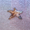 Starfish Magnet