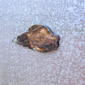 Simple Shell Magnet