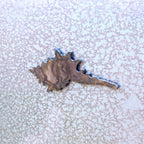 Long Shell Magnet