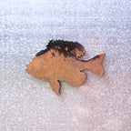Small Sunfish Magnet / Sticker