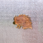 Porcupine Magnet