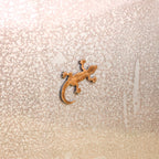 Tiny Lizard Magnet