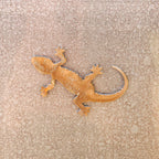 Lizard Magnet