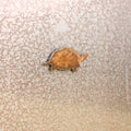 Tiny Turtle Magnet