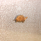 Tiny Turtle Magnet