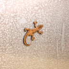 Tiny Lizard Magnet