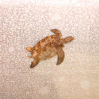 Sea Turtle Magnet
