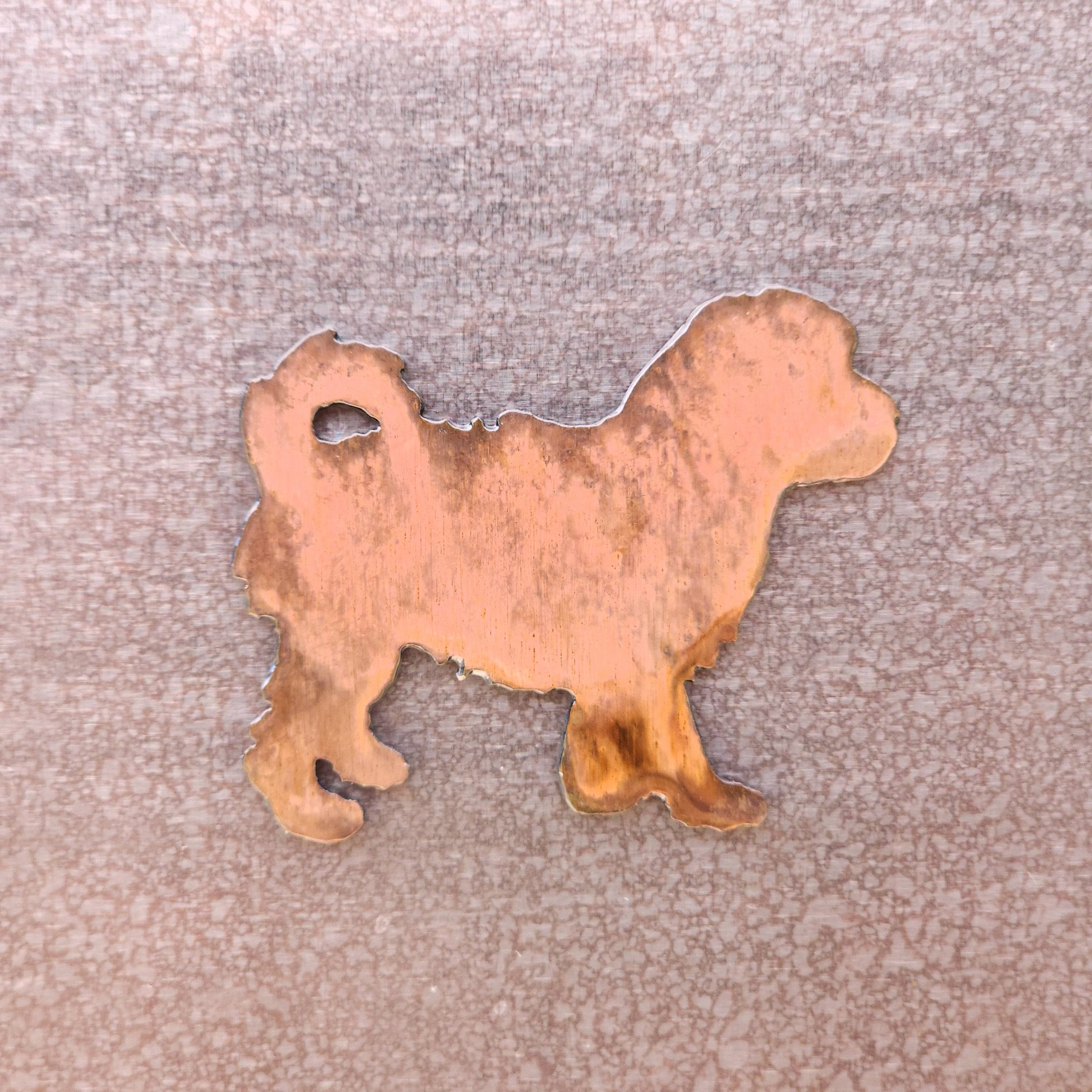 Cavachon Magnet