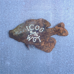 2026 ICOG Plaque + Magnet Set